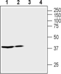 AVPR2 Polyclonal Antibody, Invitrogen 50 &mu;L; Unconjugated:Antibodies,