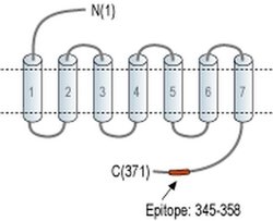AVPR2 Polyclonal Antibody, Invitrogen 50 &mu;L; Unconjugated:Antibodies,
