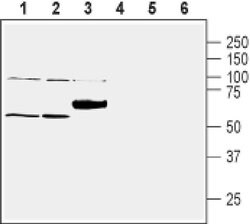 SLC30A1 Polyclonal Antibody, Invitrogen 50 &mu;L; Unconjugated:Antibodies,