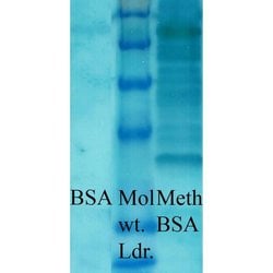 Invitrogen Methylated Lysine Polyclonal Antibody 100 &mu;g; Unconjugated:Antibodies,