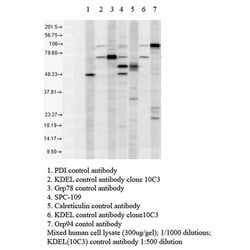 Invitrogen KDEL Polyclonal Antibody 200 &mu;g; Unconjugated:Antibodies,