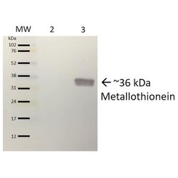 Invitrogen Metallothionein Polyclonal Antibody 100 &mu;g; Unconjugated:Antibodies,