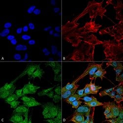 Invitrogen ATG9B Polyclonal Antibody 100 &mu;g; Unconjugated:Antibodies,