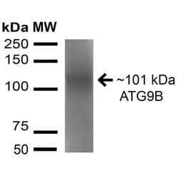 Invitrogen ATG9B Polyclonal Antibody 100 &mu;g; Unconjugated:Antibodies,