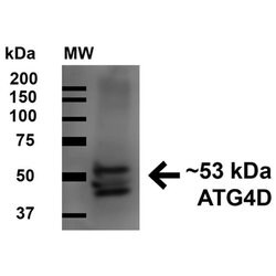 ATG4D Polyclonal Antibody, Invitrogen 100 &mu;g | Buy Online | Invitrogen | Fisher Scientific