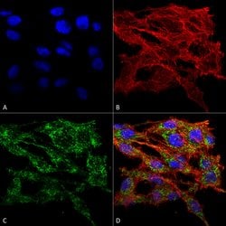 Invitrogen VMP1 Polyclonal Antibody 100 &mu;g; Unconjugated:Antibodies,