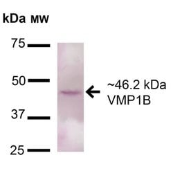 Invitrogen VMP1 Polyclonal Antibody 100 &mu;g; Unconjugated:Antibodies,