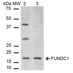 Invitrogen FUNDC1 Polyclonal Antibody 100 &mu;g; Unconjugated:Antibodies,