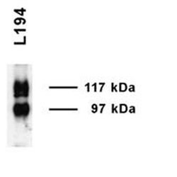 Invitrogen UT-A1 Polyclonal Antibody 100 &mu;g; Unconjugated:Antibodies,