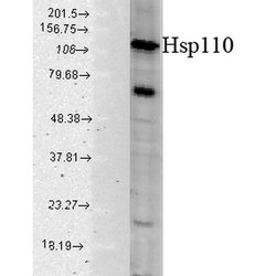 Invitrogen HSP105 Polyclonal Antibody 100 &mu;g | Buy Online | Invitrogen&trade; | Fisher Scientific