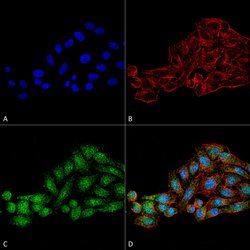 Invitrogen WDR45 Polyclonal Antibody 100 &mu;g; Unconjugated:Antibodies,