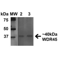 Invitrogen WDR45 Polyclonal Antibody 100 &mu;g; Unconjugated:Antibodies,