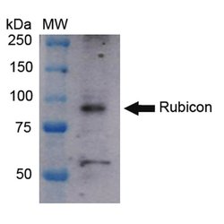 Invitrogen Rubicon Polyclonal Antibody 100 &mu;g; Unconjugated:Antibodies,