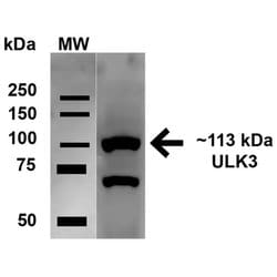 ULK2 Polyclonal Antibody, Invitrogen 100 &mu;g; Unconjugated:Antibodies,