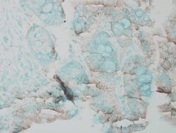Invitrogen ERK1 Polyclonal Antibody 100 &mu;L; Unconjugated:Antibodies,