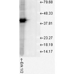 Invitrogen ERK1 Polyclonal Antibody 100 &mu;L; Unconjugated:Antibodies,