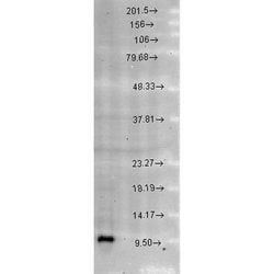 Invitrogen HSPE1 Polyclonal Antibody 100 &mu;g; Unconjugated:Antibodies,