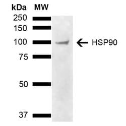 HSP90 alpha/beta Llama anti-Human, Mouse, Rat, Polyclonal, Invitrogen 100