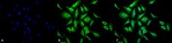 Invitrogen HSP70 Polyclonal Antibody 100 &mu;g; Unconjugated:Antibodies,