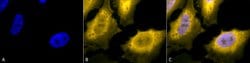 Invitrogen HSP70 Polyclonal Antibody 100 &mu;g; Unconjugated:Antibodies,