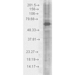 Invitrogen HSP70 Polyclonal Antibody 100 &mu;g; Unconjugated:Antibodies,