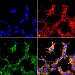 Invitrogen Acetyl-HSP70 (Lys77) Polyclonal Antibody 100 &mu;L; Unconjugated:Antibodies,