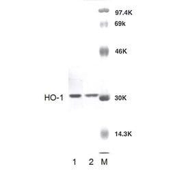 Invitrogen HO-1 Polyclonal Antibody 100 &mu;g; Unconjugated:Antibodies,