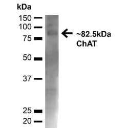 Invitrogen ChAT Polyclonal Antibody 100 &mu;g; Unconjugated:Antibodies,