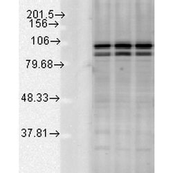 Invitrogen Calnexin Polyclonal Antibody 200 &mu;g | Buy Online | Invitrogen&trade; | Fisher Scientific