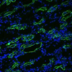 Invitrogen Aquaporin 3 Polyclonal Antibody 100 &mu;g; Unconjugated:Antibodies,