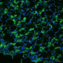 Invitrogen Aquaporin 1 Polyclonal Antibody 100 &mu;g; Unconjugated:Antibodies,