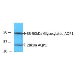 Invitrogen Aquaporin 1 Polyclonal Antibody 100 &mu;g; Unconjugated:Antibodies,