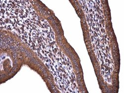 Invitrogen Acetyl-CoA Carboxylase Polyclonal Antibody 100 &mu;L; Unconjugated:Antibodies,