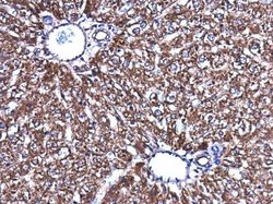Invitrogen Acetyl-CoA Carboxylase Polyclonal Antibody 100 &mu;L; Unconjugated:Antibodies,