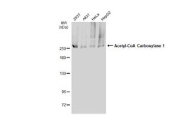 Invitrogen Acetyl-CoA Carboxylase Polyclonal Antibody 100 &mu;L; Unconjugated:Antibodies,