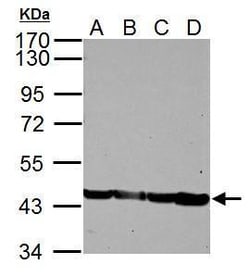 Invitrogen ACTA1 Polyclonal Antibody 100 &mu;L; Unconjugated:Antibodies