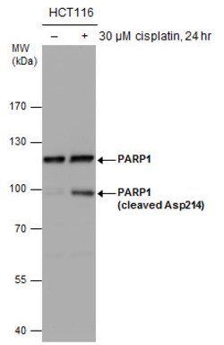 Invitrogen PARP1 (cleaved Asp214) Polyclonal Antibody 100 &mu;L; Unconjugated:Antibodies,