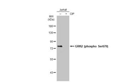 Invitrogen Phospho-GRK2 (Ser670) Polyclonal Antibody 100 &mu;L; Unconjugated:Antibodies,