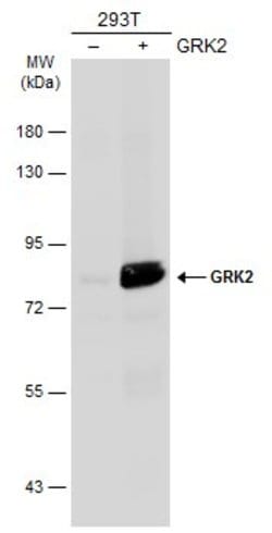 Invitrogen GRK2 Polyclonal Antibody 100 &mu;L | Buy Online | Invitrogen&trade; | Fisher Scientific