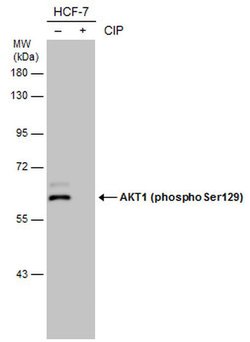 Phospho-AKT1 (Ser129) Rabbit anti-Human, Polyclonal, Invitrogen 100 &mu;L;