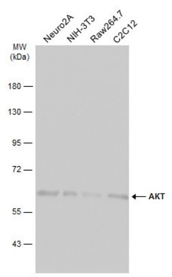 Invitrogen AKT Pan Polyclonal Antibody 100 &mu;L; Unconjugated:Antibodies,