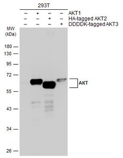 Invitrogen AKT Pan Polyclonal Antibody 100 &mu;L; Unconjugated:Antibodies,