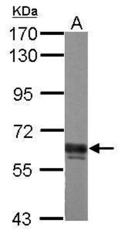 Invitrogen AKT Pan Polyclonal Antibody 100 &mu;L; Unconjugated:Antibodies,