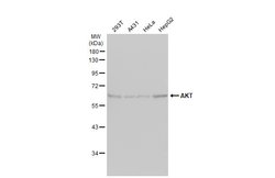 Invitrogen AKT Pan Polyclonal Antibody 100 &mu;L; Unconjugated:Antibodies,
