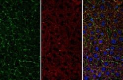 Invitrogen CD166 Polyclonal Antibody 100 &mu;L | Buy Online | Invitrogen&trade; | Fisher Scientific