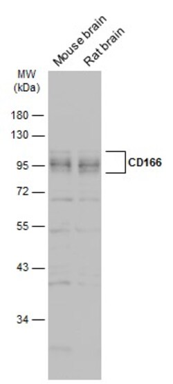 Invitrogen CD166 Polyclonal Antibody 100 &mu;L | Buy Online | Invitrogen&trade; | Fisher Scientific