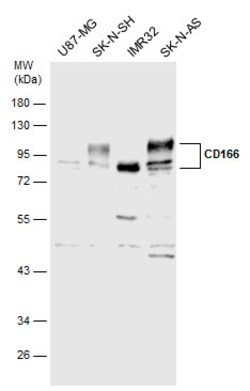 Invitrogen CD166 Polyclonal Antibody 100 &mu;L | Buy Online | Invitrogen&trade; | Fisher Scientific