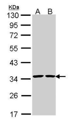 Invitrogen Annexin V Polyclonal Antibody 100 &mu;L; Unconjugated:Antibodies,