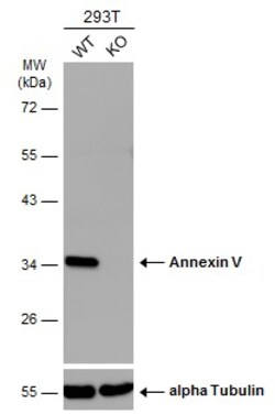 Invitrogen Annexin V Polyclonal Antibody 100 &mu;L; Unconjugated:Antibodies,