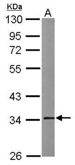 Invitrogen Annexin V Polyclonal Antibody 100 &mu;L; Unconjugated:Antibodies,